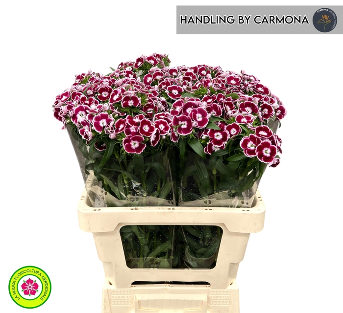 <h4>DI BARB KING BRE</h4>