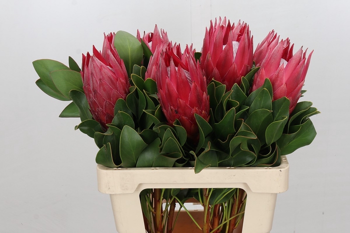 <h4>Protea Cynaroides Madiba</h4>