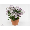 OSTEO FP LAVENDE WHI