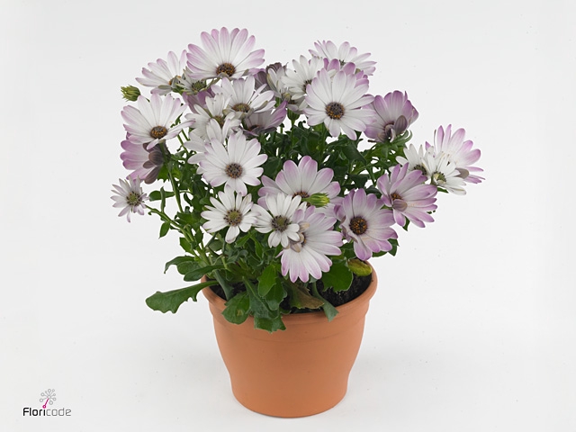 OSTEO FP LAVENDE WHI