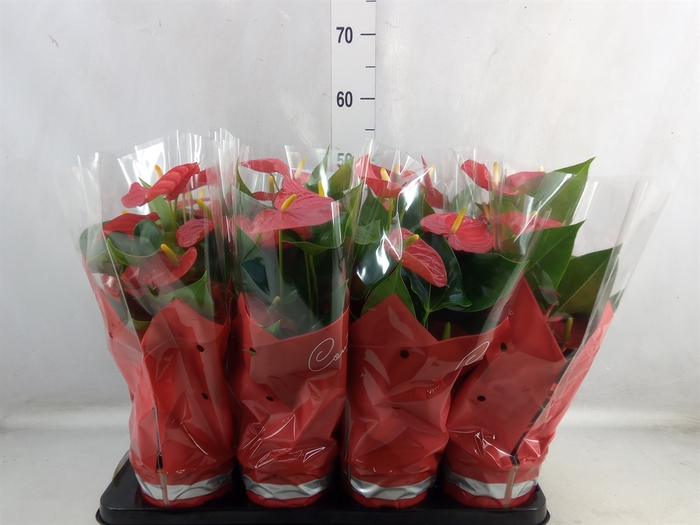 Anthurium andr. 'Esudo'