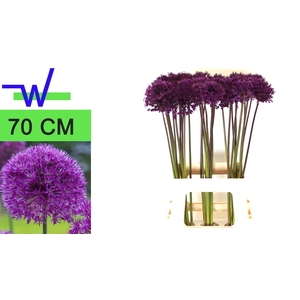 ALLIUM PURPLE SENS