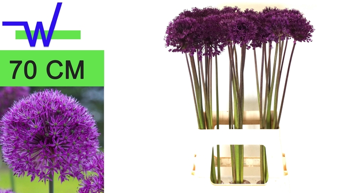 <h4>ALLIUM PURPLE SENS</h4>