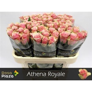 R Gr Athena Royale