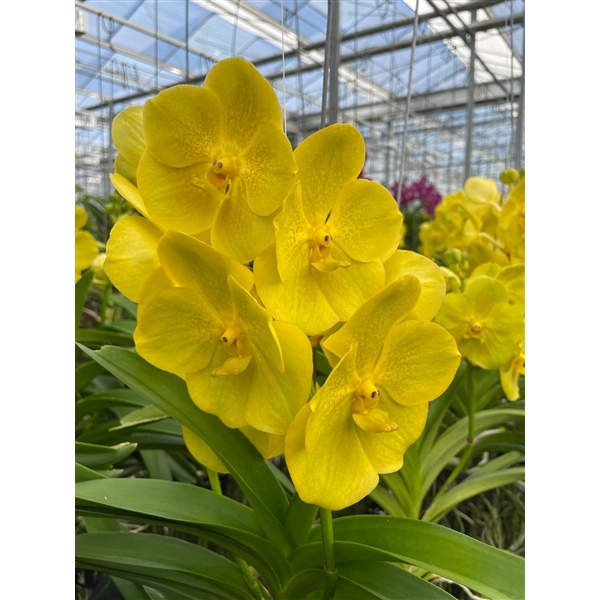 <h4>Vanda Lemon</h4>