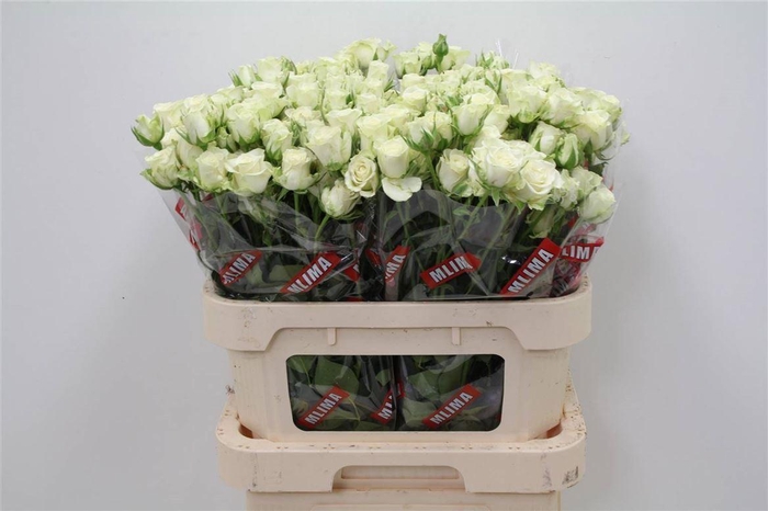 <h4>R Tros Snowflake</h4>