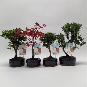 Bonsaimix 'Outdoor' 12 cm