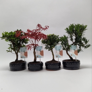 Bonsaimix 'Outdoor' 12 cm