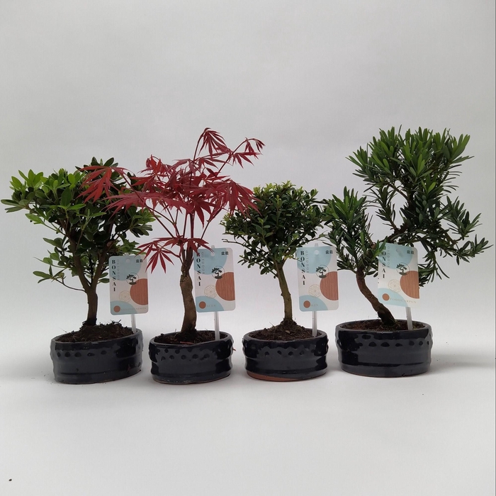 <h4>Bonsaimix 'Outdoor' 12 cm</h4>