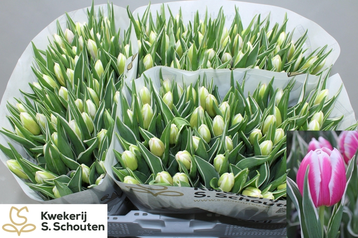 <h4>TU EN MARK DESIGN</h4>