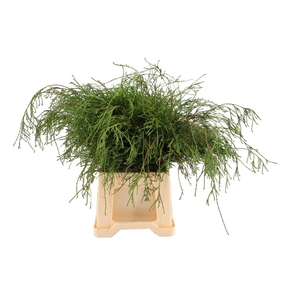 Conifeer Filifera