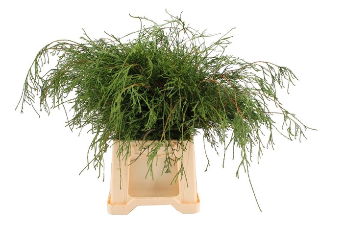 <h4>Conifeer Filifera (5 Bos Per Emmer)</h4>