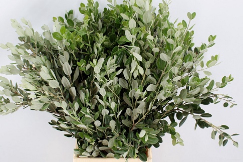 <h4>Pittosporum Ralphi</h4>