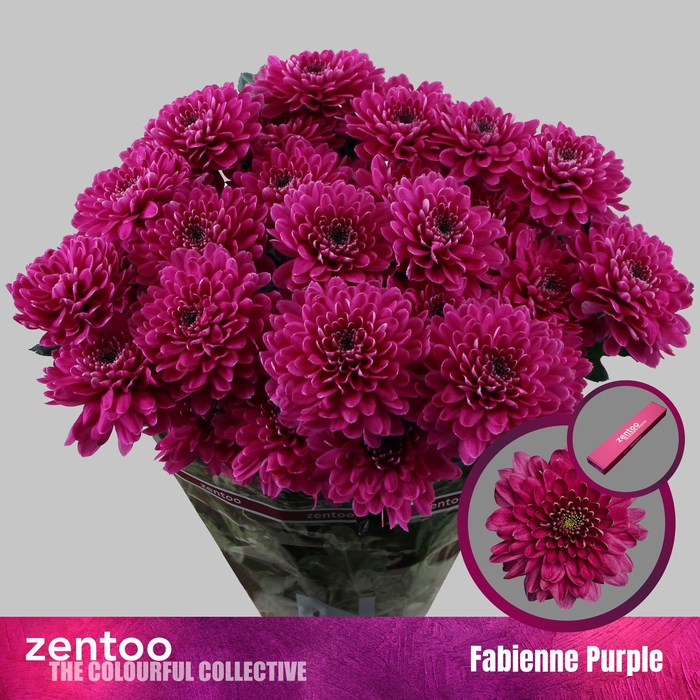 <h4>Chr T Fabienne Purple Zentoo</h4>