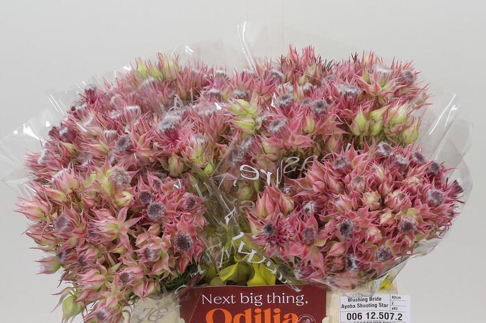 <h4>Blushing Bride Ayoba Shooting Star</h4>