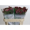 Ranunculus Magical Raspberry
