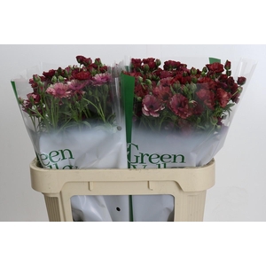 Ranunculus Magical Raspberry