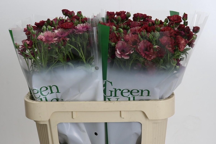 <h4>Ranunculus Magical Raspberry</h4>