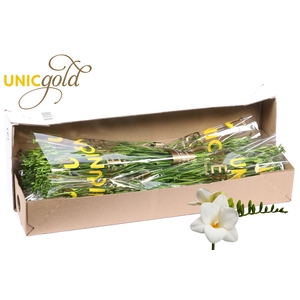 UG Dijk - Ilse 5x20 box