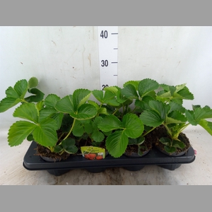 Fragaria ananassa 'Elsanta'