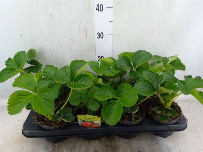 Fragaria ananassa 'Elsanta'