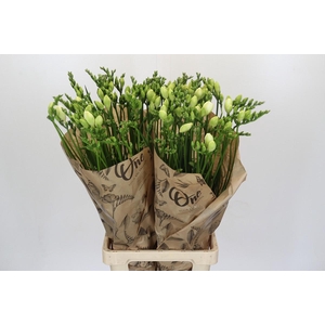 Freesia One White XXL