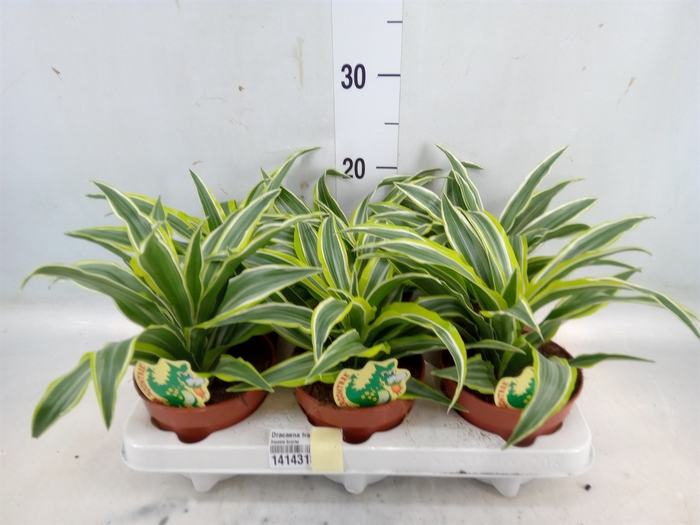 <h4>Dracaena frag. 'Surprise'</h4>