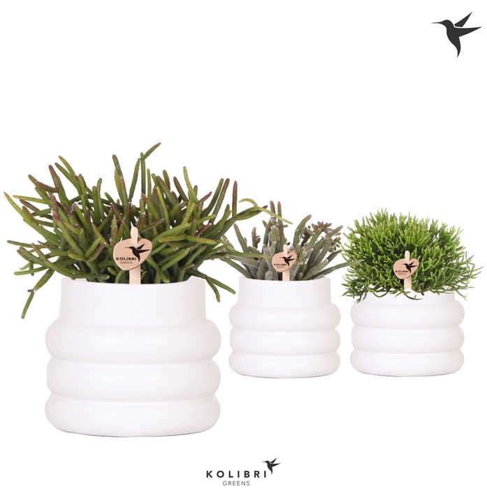 <h4>Kolibri Greens Rhipsalis mix in Bubble pot white</h4>