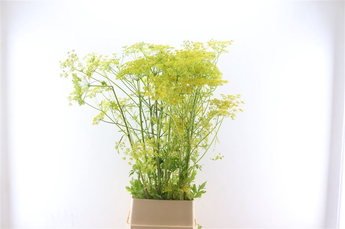 <h4>Angelica Gigas Yellow 130cm Extra</h4>