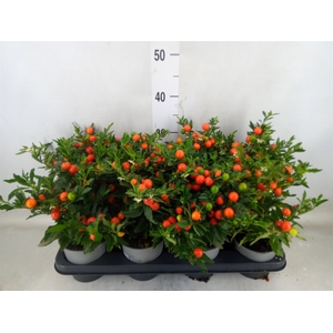Solanum pseudocapsicum 'Bartoli'