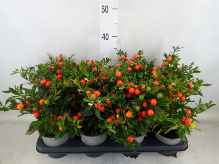 <h4>Solanum pseudocapsicum 'Bartoli'</h4>