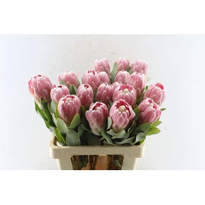 Protea Penny Pink