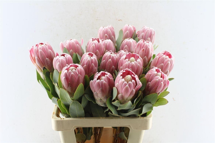 <h4>Protea Penny Pink</h4>
