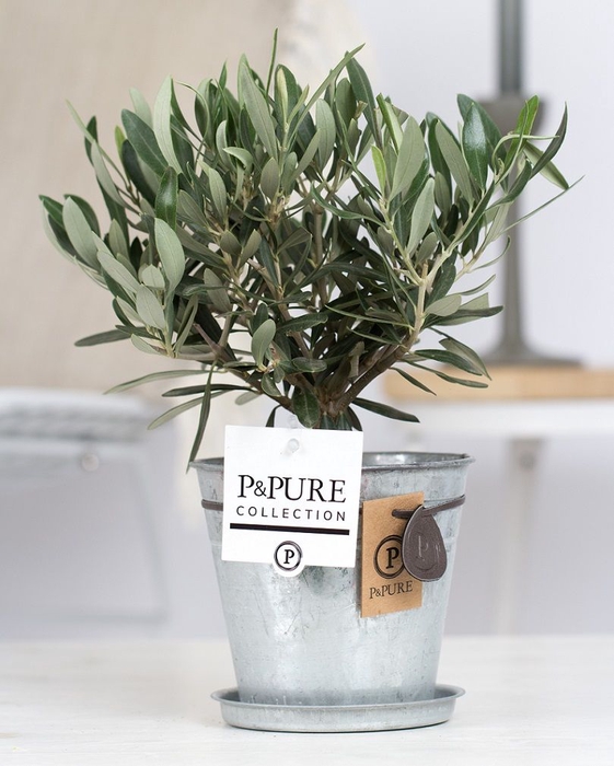 <h4>Olea Europaea Zink Louise</h4>