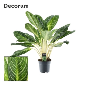 Aglaonema Keylime