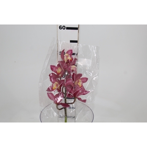 CYMBIDIUM HT MIN 9 FLS ROSA ESCURO