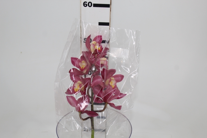 <h4>CYMBIDIUM HT MIN 9 FLS ROSA ESCURO</h4>