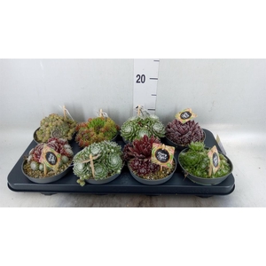 Sempervivum   ...