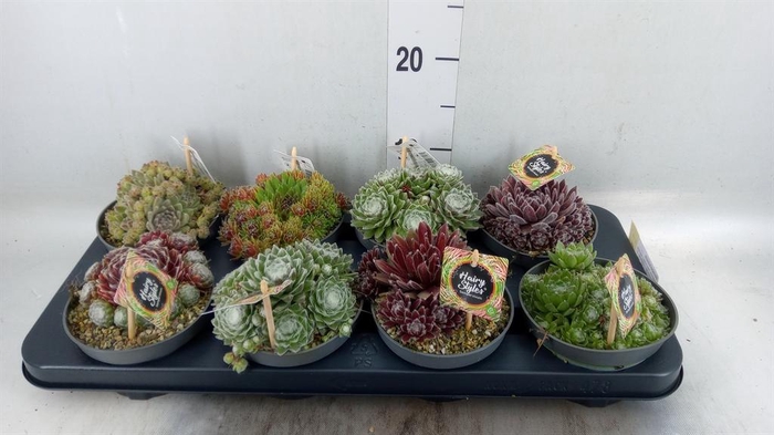 <h4>Sempervivum   ...</h4>