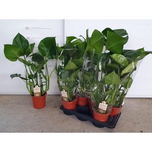 MONSTERA DELICIOSA
