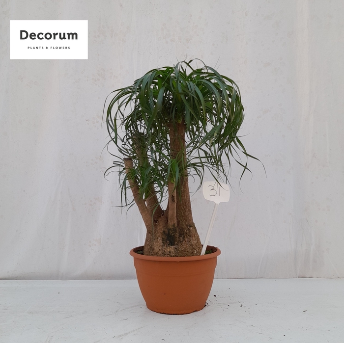 <h4>Beaucarnea vertakt op nummer 31</h4>