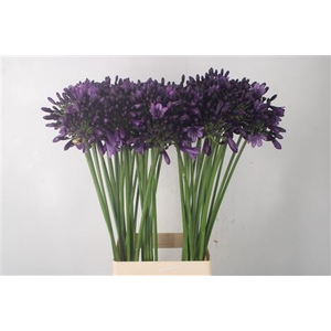 Agapanthus Poppin Purple