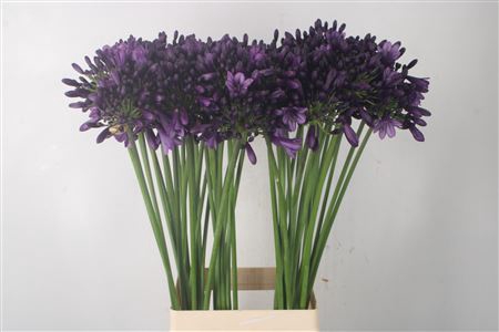 <h4>Agapanthus Poppin Purple</h4>