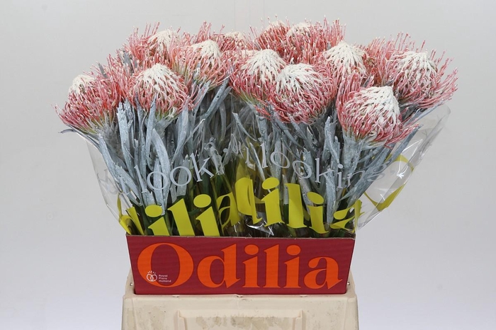 <h4>Nutans Painted White</h4>