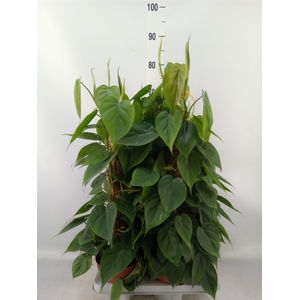 Philodendron scand.