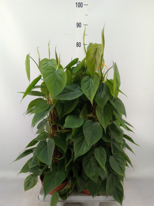 <h4>Philodendron scand.</h4>
