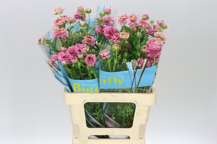 <h4>Ranuncul Butterfly Jupiter</h4>