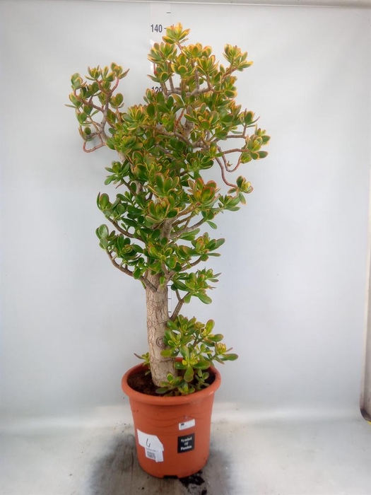 <h4>Crassula ovata 'Sunset'</h4>