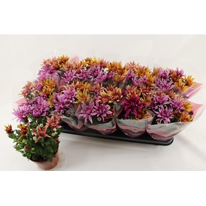 CHRYS ART JEF GEM IP