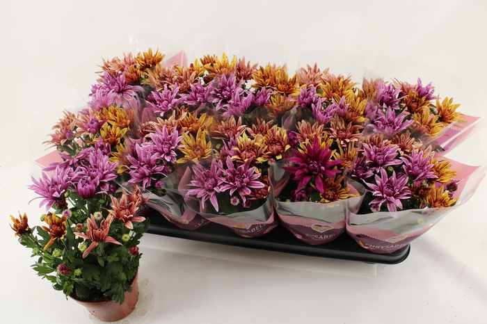 <h4>CHRYS ART JEF GEM IP</h4>